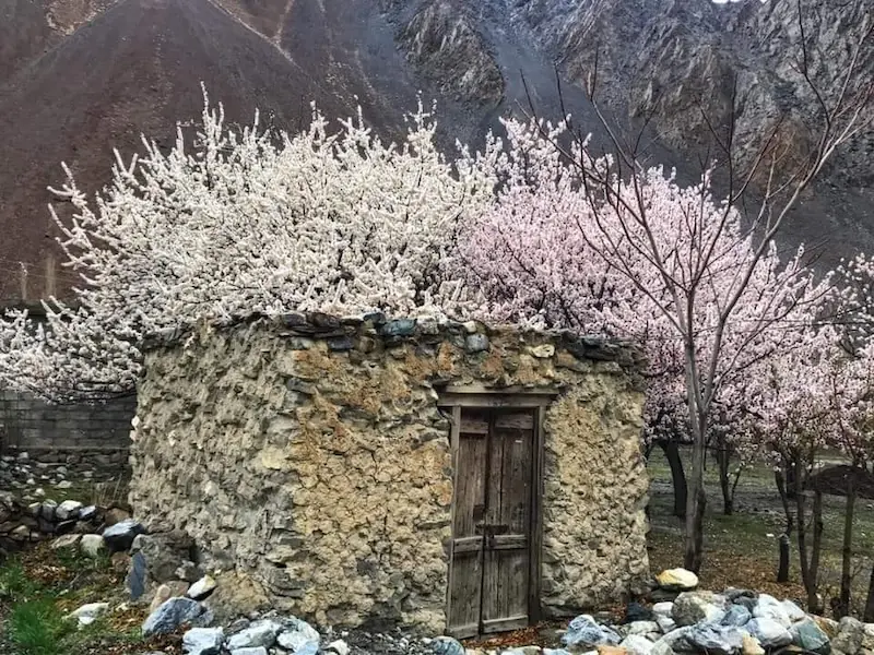 Cherry blossom hunza