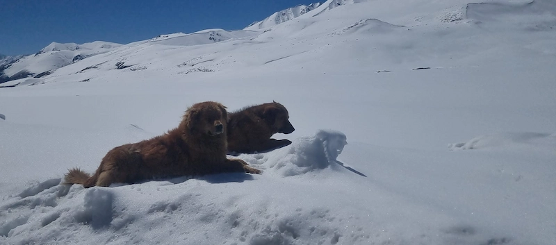 Khunjerab National Park Wildlife
