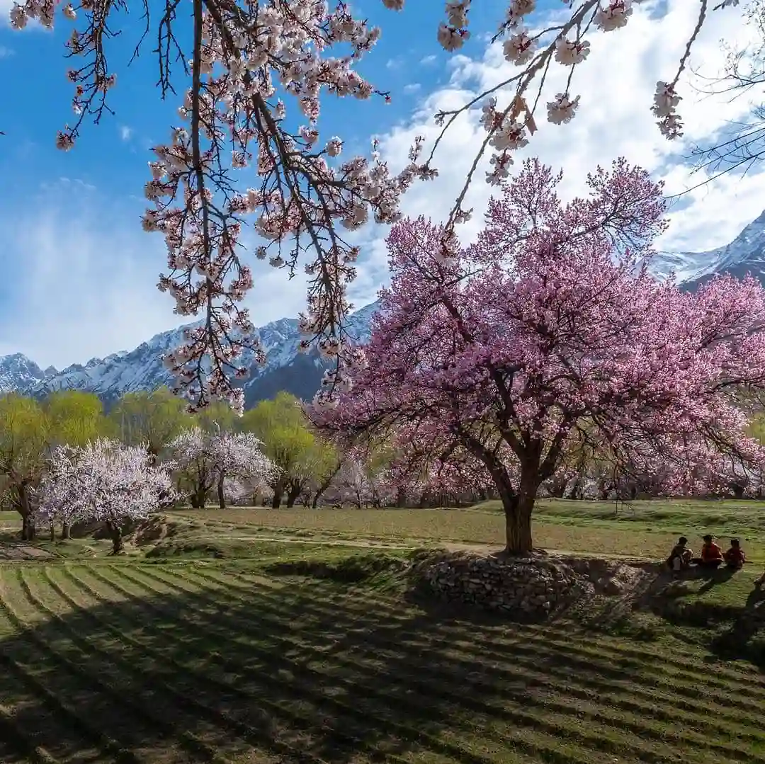 Skardu Cherry Blossom Trip